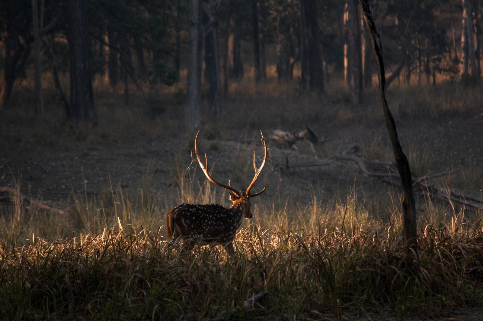 Nature's Paradise: Wayanad to Ooty