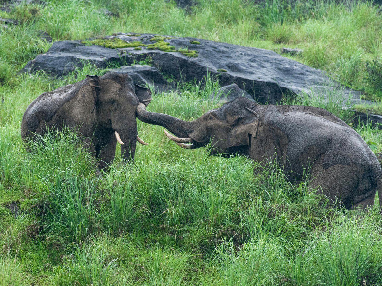 Best of Kerala 5 Days | Munnar Hills, Thekkady & Alleppey