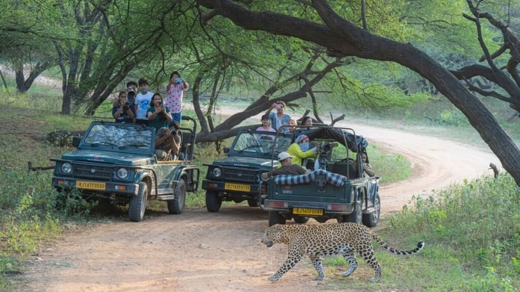 RAJASTHAN WILD BLUE YONDER  TOUR