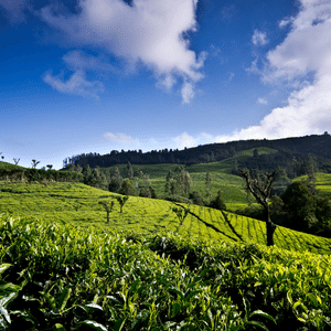 Deluxe 02Nights/03Days Ooty Tour Package
