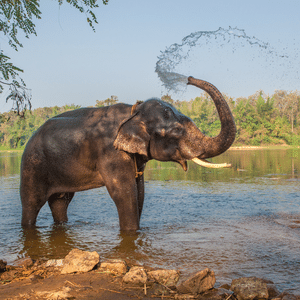 Elephant bathing in sea in Kerala